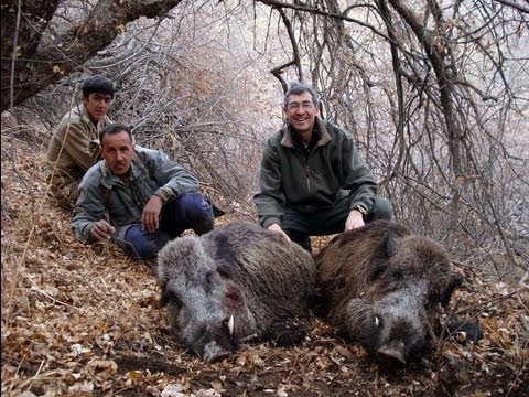 Caccia al Cinghiale in Russia