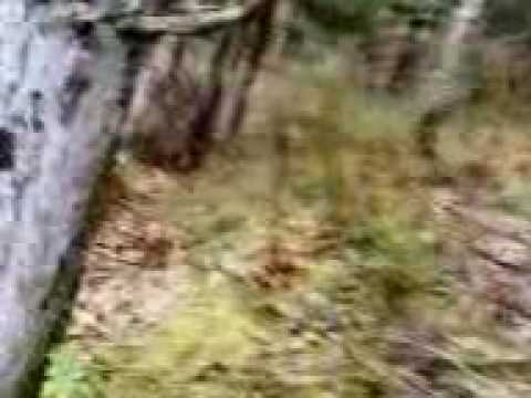 Caccia alla Beccaccia