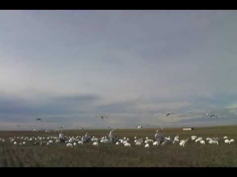 Caccia alle Anatre in Canada