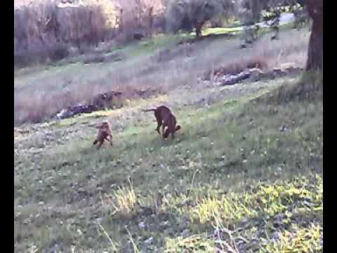 Segugi italiani in addestramento