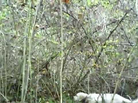 Caccia alla Beccaccia