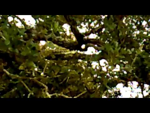 Caccia al Cinghiale in Sardegna