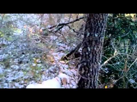 Caccia alla Beccaccia in Lucania