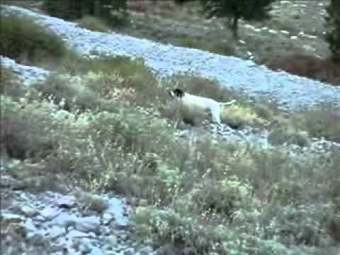 Caccia alla migratoria in Montenegro