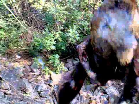 Setter Inglese recupera Beccaccia