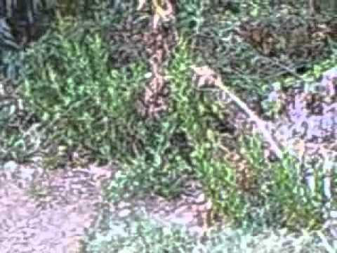 Beagle e Segugio inseguono la Lepre