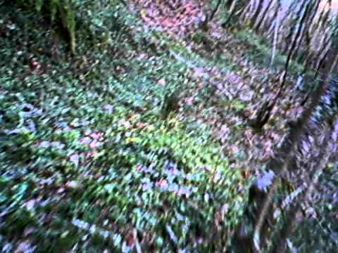 Caccia al Cinghiale in Lucania