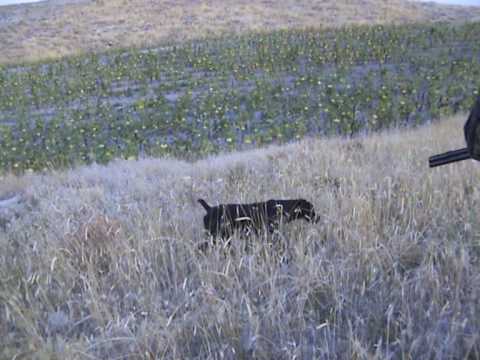 Cane da Caccia Drahthaar in ferma