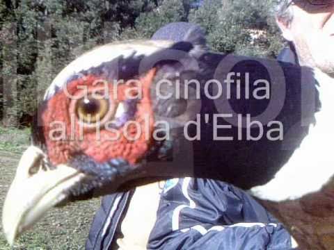 Gara Cinofila a Capoliveri Isola d\’Elba