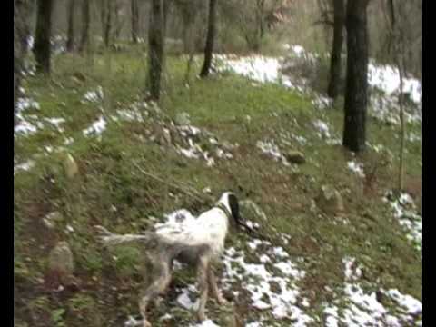 Momenti di Caccia alla Beccaccia