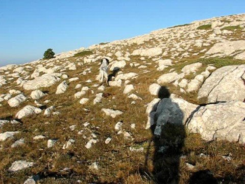 Caccia alla Coturnice