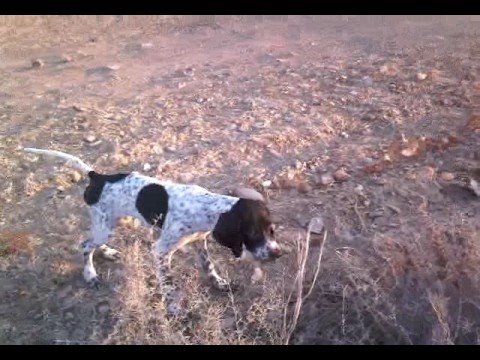 Cane da Caccia Pointer in ferma su Lepre