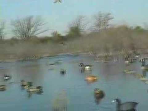 Caccia agli acquatici in minnesota