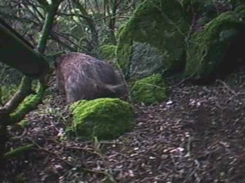 Caccia al Cinghiale alle poste