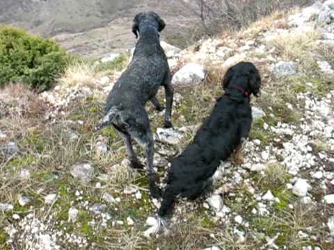 Caccia alla Coturnice