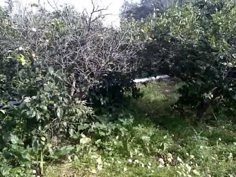 Caccia al Coniglio in Sicilia