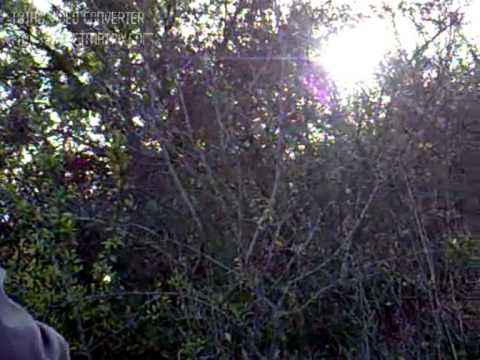 Caccia alla Beccaccia con Setter Inglese