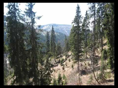 Gallo Forcello: Caccia in Romania