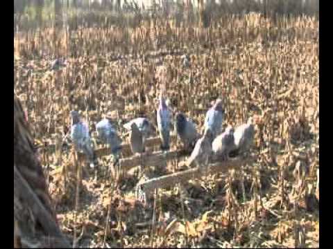 Caccia al Colombaccio al campo