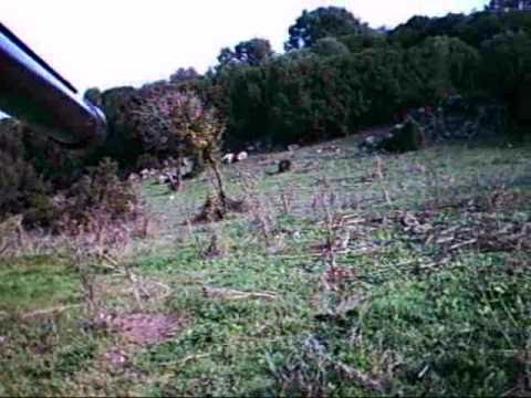 Caccia al Cinghiale in Sardegna : Apertura 2010/2011