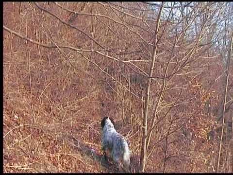 Caccia alla Beccaccia