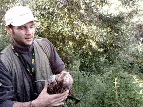 Caccia ai fagiani all\’Isola d\’Elba