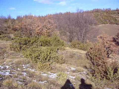 cani sulle tracce di lepre