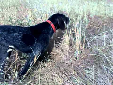 Drahthaar in addestramento su Quaglie