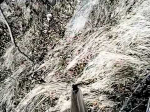 Caccia al Cinghiale in Sardegna