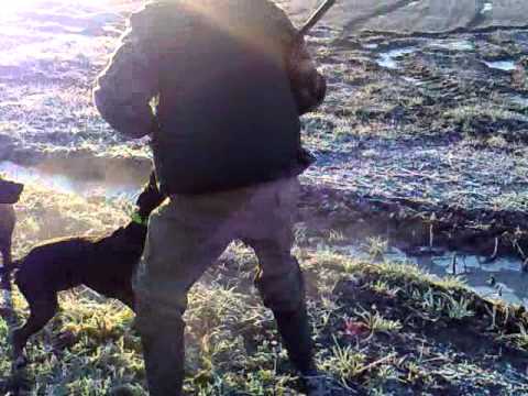 Caccia al Fagiano con Bracco Tedesco