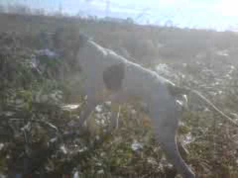 Cane da Caccia in ferma su Starna