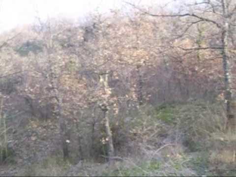 Cinghiale: Caccia al Cinghiale nel Gargano