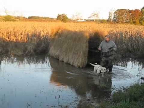 Anatre – Addestramento del Golden al Riporto