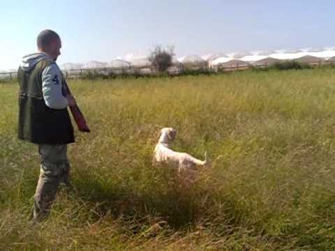 Caccia alle quaglie con il setter inglese