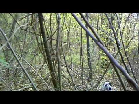 Caccia alla Beccaccia