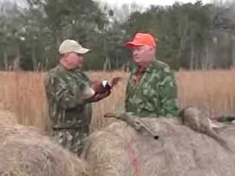 Fagiani d\’America – Caccia al Fagiano