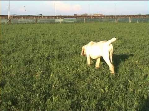 Addestramento di Alba (spinoncina).