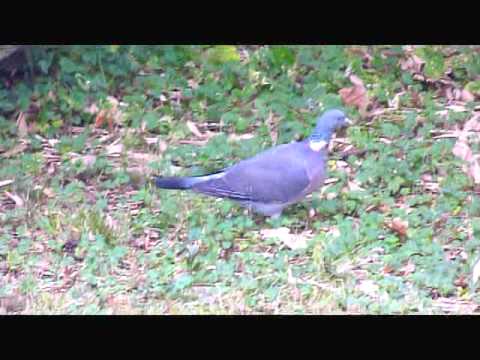 Colombaccio al pascolo