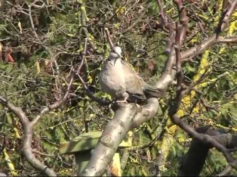 Tortora dal collare (Streptopelia decaocto)