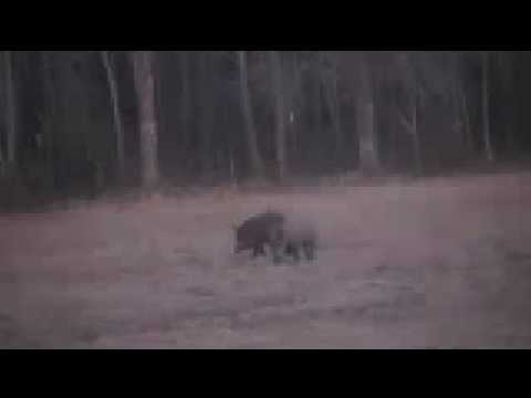Cinghiali, la Caccia al Cinghiale