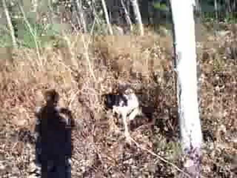 Beccacce – Beccaccia – Caccia alla Regina del Bosco