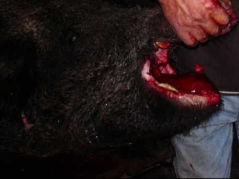 BATTUTA AL CINGHIALE IN CALABRIA AD ANDALI CZ