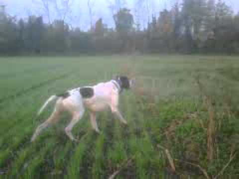 pointer in ferma e riporto della quaglia