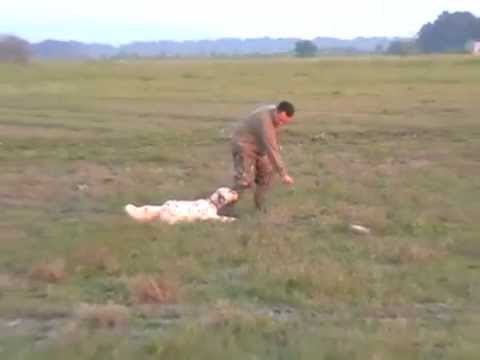 Setter in Ferma – English Setter