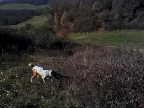 Pointer e Bracco in Ferma