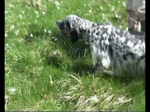 Setter da Caccia a Lavoro