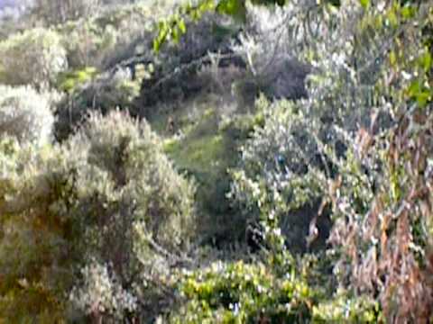 Caccia grossa in Sardegna