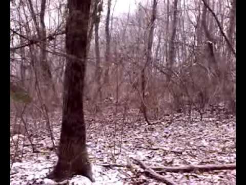 Caccia al Cinghiale con Segugi