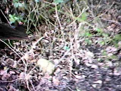 Cinghiali – Battuta di Caccia