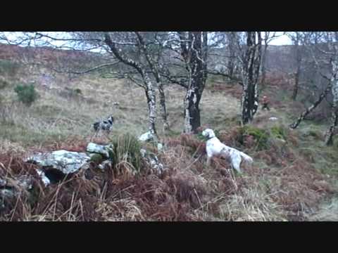 Caccia alla Beccaccia in Irlanda